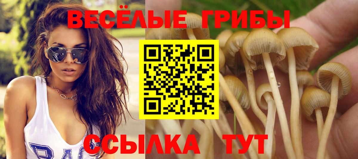 Галлюциногенные грибы Psilocybe Прокопьевск